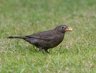 Blackbird