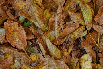 brown plant natural texture of dried fallen leaves