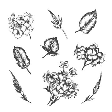 Set of vector hand drawn illustrations of hydrangea.