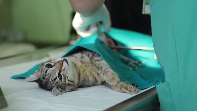 cat under anesthesia on the table while a vet operates her 