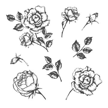 Set of vector hand drawn illustrations of rose.