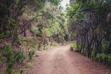 Fototapeta na wymiar rural road in forest landscape - pathway