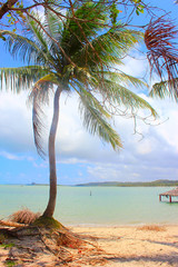 Palm tree at Coroa do Avião Island, Ilha de Itamaracá, Pernambuco, Brazil