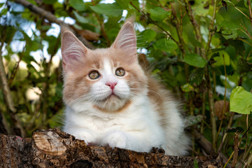 Naklejka na ściany i meble Maine coon kitten pet sitting on tree in forest on summer day.