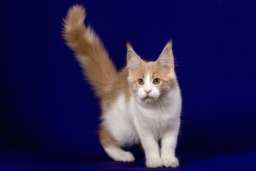 Pretty maine coon kitten in studio, blue background, isolated.