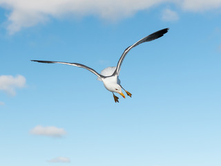 Lesser black backed gull in flight on a sunny day in summer