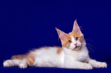 Fototapeta na wymiar Pretty maine coon kitten in studio, blue background, isolated.