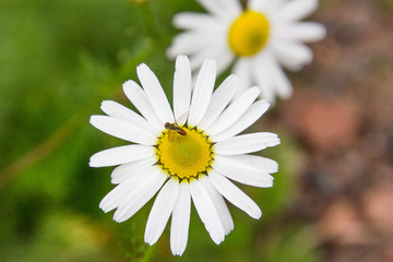Obraz premium White daisy with bee - horizontal