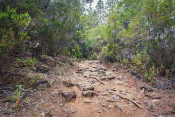 hiking path trough forest landscape -  walkway in wilderness
