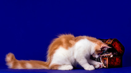Pretty maine coon kitten in studio, blue background, isolated.