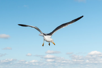 Lesser black backed gull in flight on a sunny day in summer