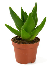 beautiful succulent flower in pot isolated on white