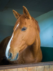 The horse peeking out of the stall