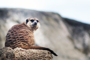 Fototapeta premium Meerkat or suricate on alert