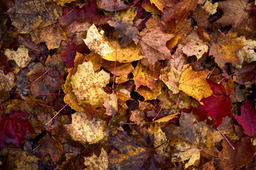 Falling oak leaves on the scenic autumn forest illuminated.