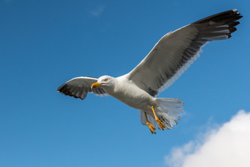 Fototapeta na wymiar Lesser black backed gull in flight on a sunny day in summer