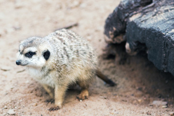 Meerkat digging in the dirt