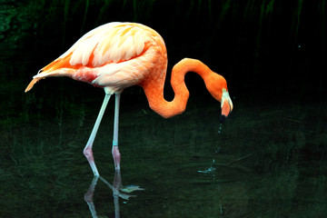 American Flamingo or Caribbean Flamingo (Phoenicopterus ruber)