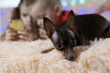 toy dog terrier is bored, children play the phone in the new year