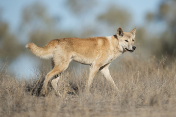 Australian dingo in desert country in outback Queensland, Australia.