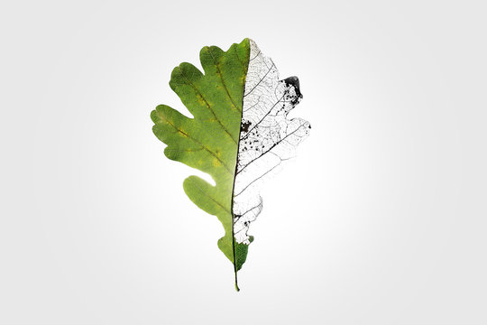 A damaged leaf of the tree, a symbol of damage and bone fractures, loss of natural balance