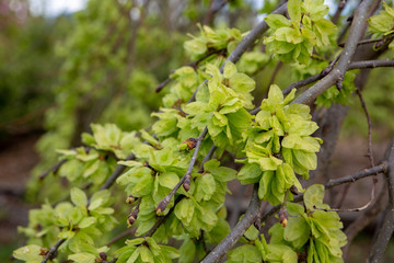Close up of the lime green blossoms of the weeping elm tree