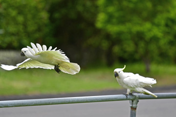 Cockatoo