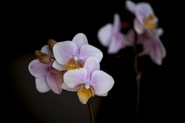 small orchid on black background
