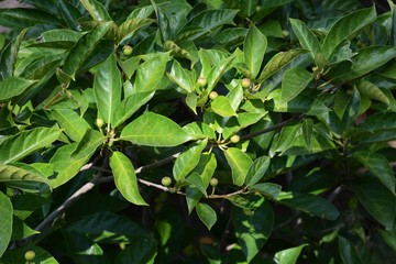 Ficus erecta fruits