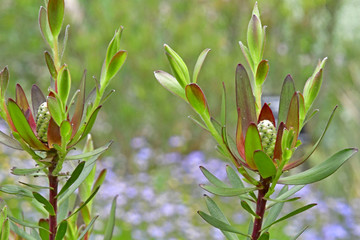  Green leucadendron 