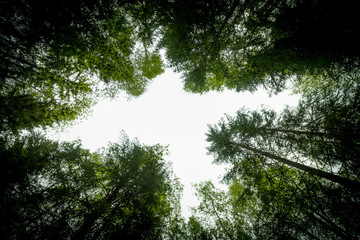 Bird silhouette in the treetops
