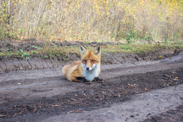 Rabid Red Fox Lying on Track