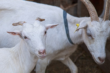 goat farming animal