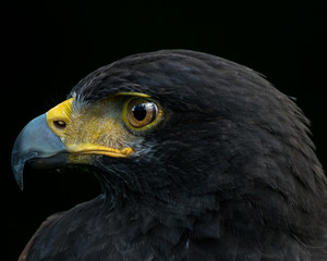 Hawk