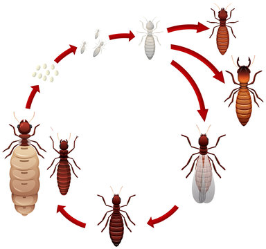 A termite life cycle