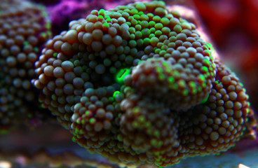 Fototapeta premium Ricordea mushroom coral , the Pacific underwater flower