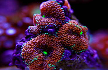 Obraz premium Ricordea mushroom coral , the Pacific underwater flower