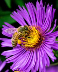 bee on a flower