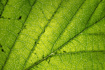 Fototapeta na wymiar Macro Leaf Structure