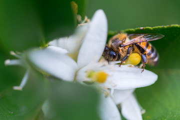 Bee on flower collecting pollen, close up view selective focus