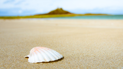 Fototapeta na wymiar Shell on the beach in Normandy