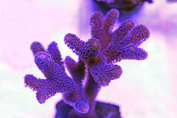Naklejka premium Milky Stylophora short polyps coral