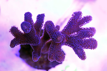 Milky Stylophora short polyps coral  © Kolevski.V