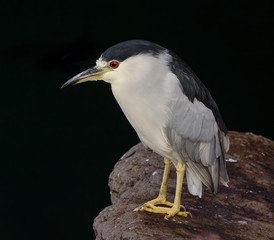 Fototapeta premium Night Heron