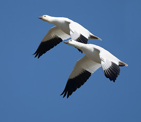 Ross's Geese in flight