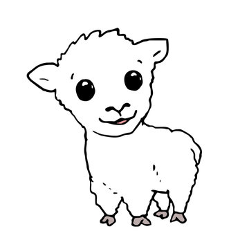baby sheep illustration