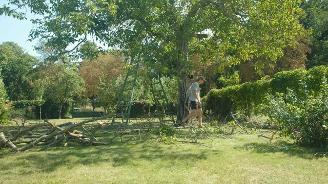 A male cleans  the old and dry branches after pruning a walnut tree in the garden