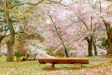 Wooden bench in a parkwith blossoms Japanese Cherry trees.