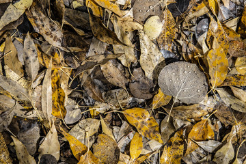 autumn leaves on the ground