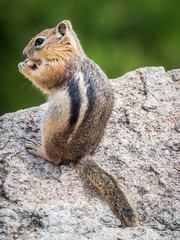 Stock photo of chipmunk